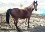 Albanisches Pferd