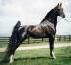 American Saddlebred
