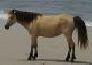 Assateague-Pony