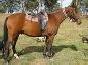Australien Stockhorse