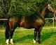 Belgisches Warmblut