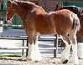 Clydesdale