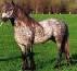 Dales-Pony
