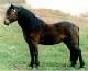 Dartmoor-Pony