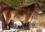 Exmoor Pony