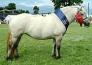 Highland Pony