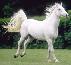Lipizzaner
