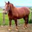 Suffolk Punch